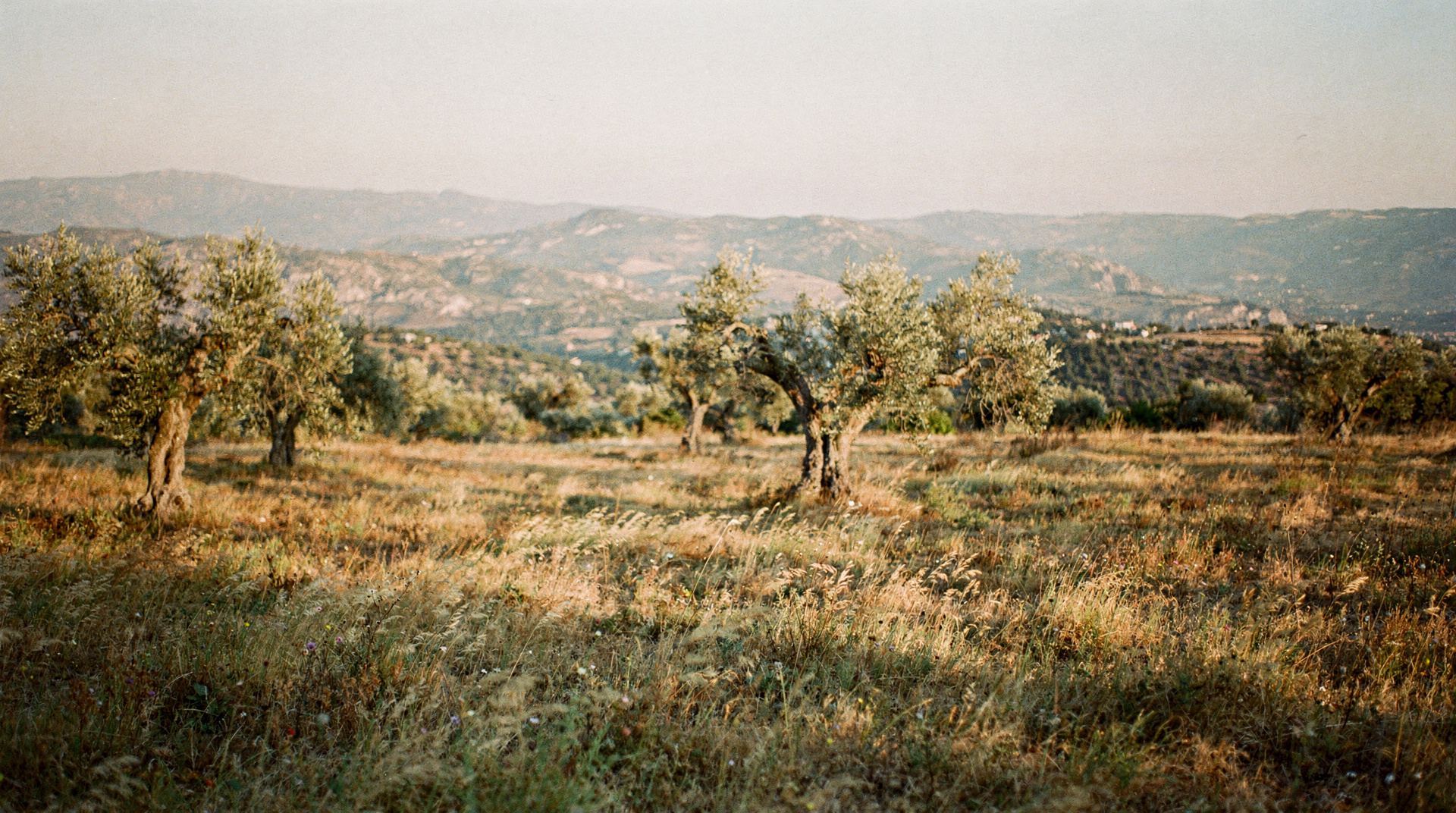 אור בוקר על חורשת זיתים